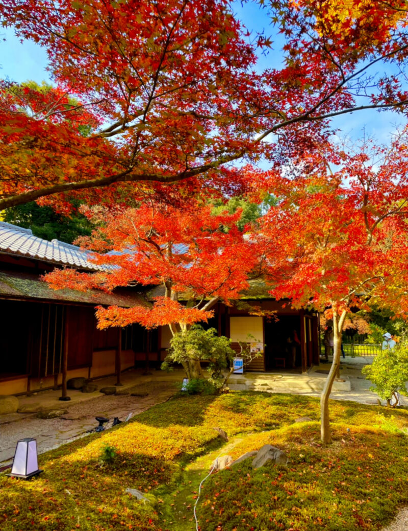万博記念公園内にある日本庭園の紅葉