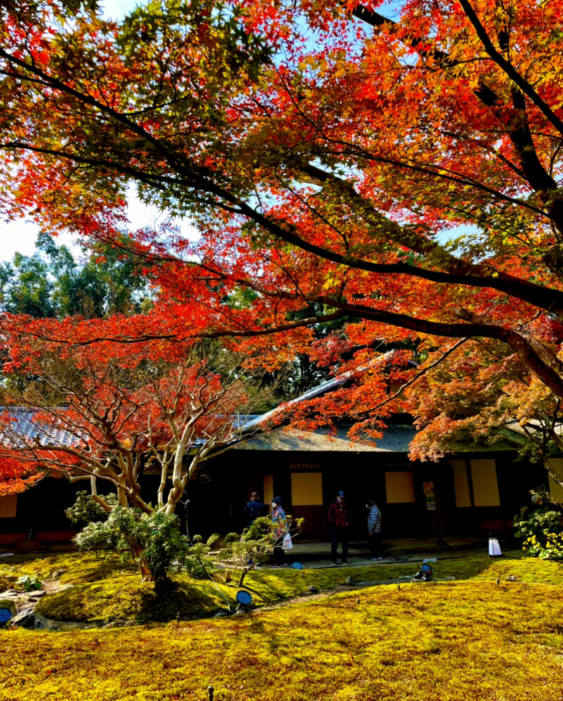 万博記念公園内にある日本庭園の紅葉