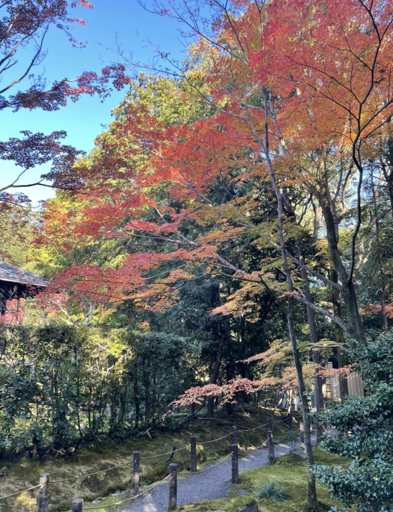 妙心寺桂春院の真如の庭の紅葉の様子